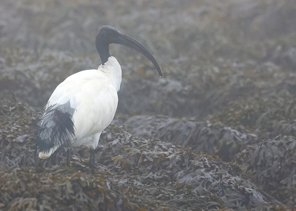 Threskiornis aethiopicus-9