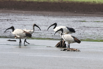 Threskiornis aethiopicus-983