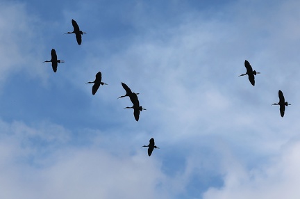 Plegadis falcinellus-51