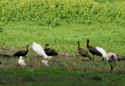 Plegadis falcinellus-7