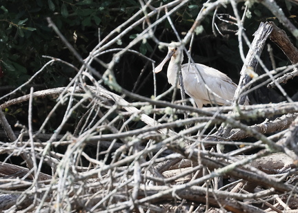 Platalea leucorodia-98