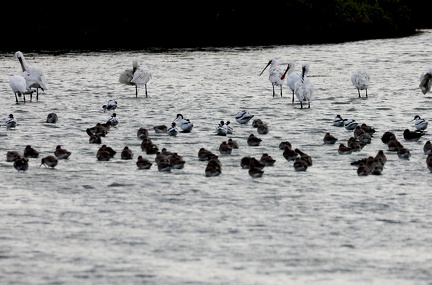 Platalea leucorodia-7