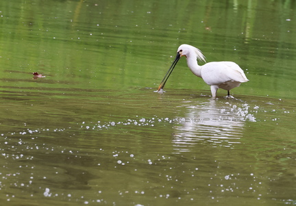 Platalea leucorodia-01