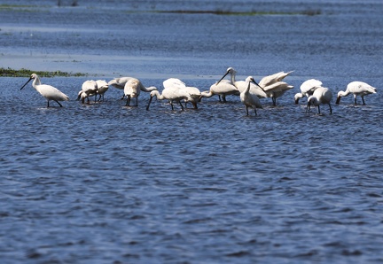 Platalea leucorodia-5