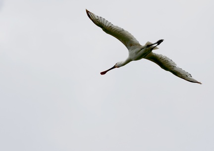 Platalea leucorodia-94