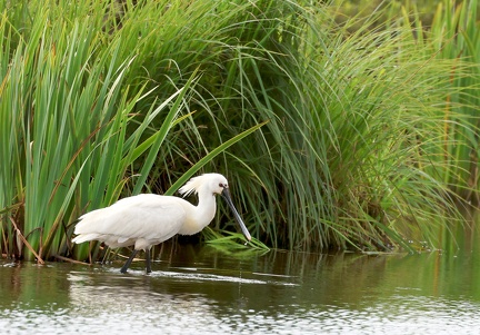 Platalea leucorodia-92