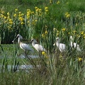 Platalea leucorodia-11