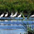 Platalea leucorodia-12