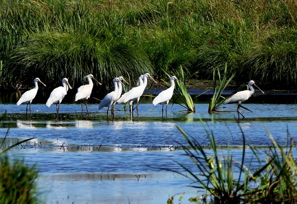 Platalea leucorodia-12