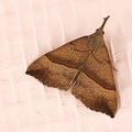 Hypena proboscidalis