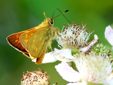 Ochlodes sylvanus-3