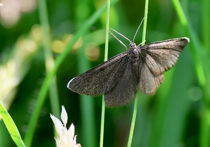 Odezia atrata