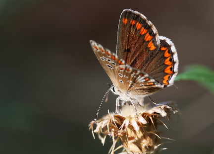 Aricia agestis31