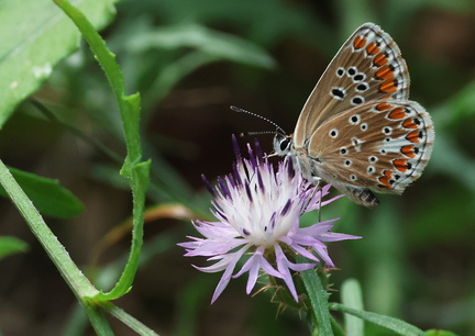 Aricia agestis-30