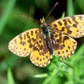 Boloria dia-1