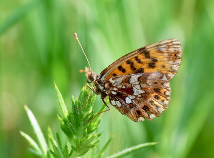 Boloria dia-2