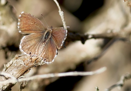 Cacyreus marshalli-3