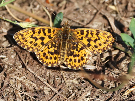 Boloria dia-50