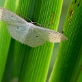 Scopula immutata
