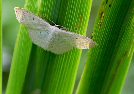 Scopula immutata