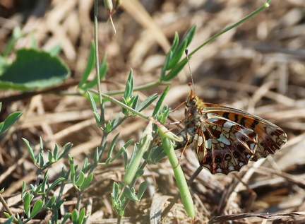 Boloria dia-51