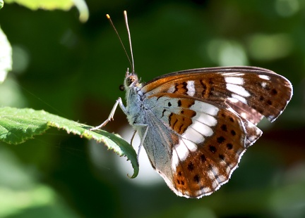 Limenitis camilla-3