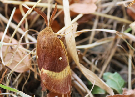 Lasiocampa quercus-10