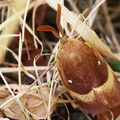 Lasiocampa quercus-11