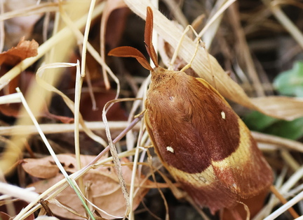 Lasiocampa quercus-11