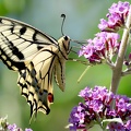 Papilio machaon-7