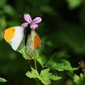Anthocharis cardamines-42