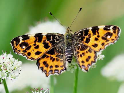 Araschnia levana-1