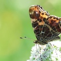 Araschnia levana-11