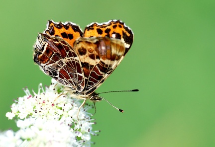 Araschnia levana-12