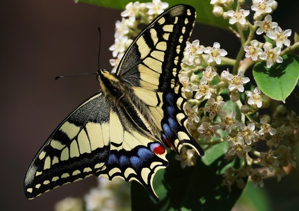 Papilio machaon-5
