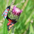Zygaena filipendulae-5