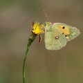 Colias crocea-5
