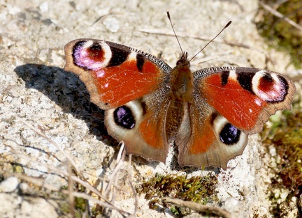 Inachis io-21