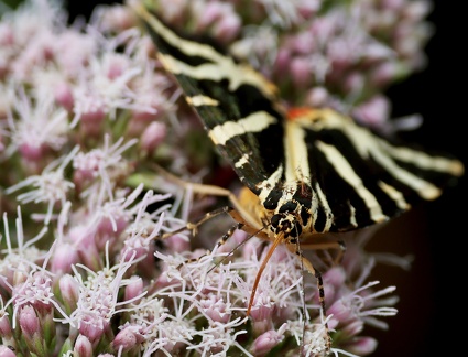 Euplagia quadripunctaria-5