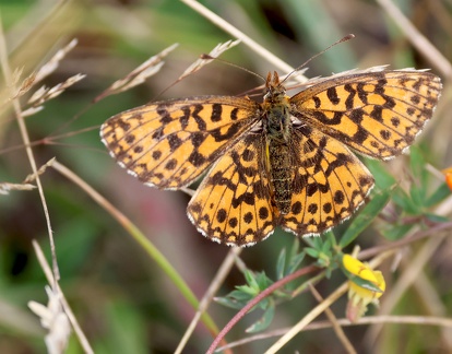 Boloria selene