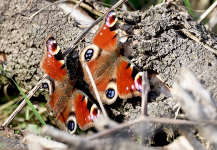 Inachis io