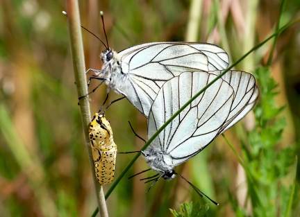 Aporia crataegi-5