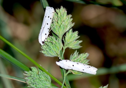 Yponomeuta padella