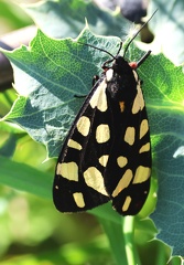 Arctia villica-1