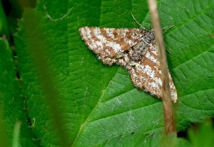 Ematurga atomaria