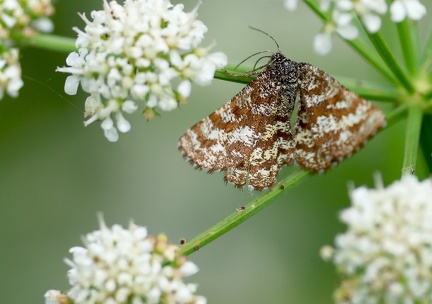 Ematurga atomaria-1