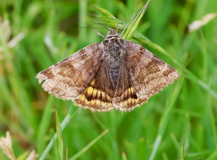 Euclidia glyphica