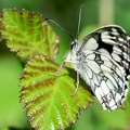 Melanargia galathea-31