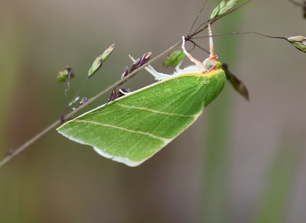 Bena bicolorana-2