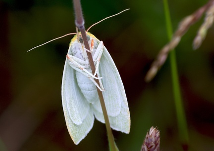 Bena bicolorana-1